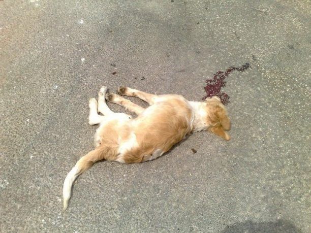 Κεφαλλονιά: Έβαλε σημάδι τον σκύλο και τον σκότωσε με το αγροτικό του
